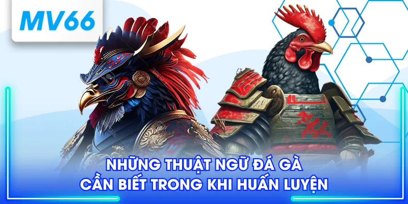 Những thuật ngữ đá gà cần biết trong khi huấn luyện